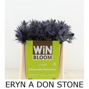 ERYN A DON STONE