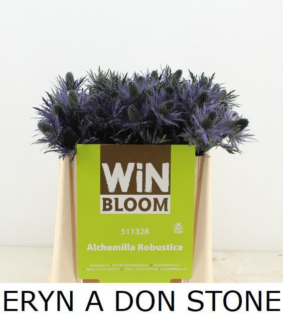 ERYN A DON STONE