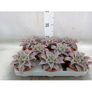 Echeveria   ...