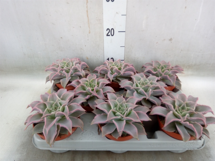 <h4>Echeveria   ...</h4>