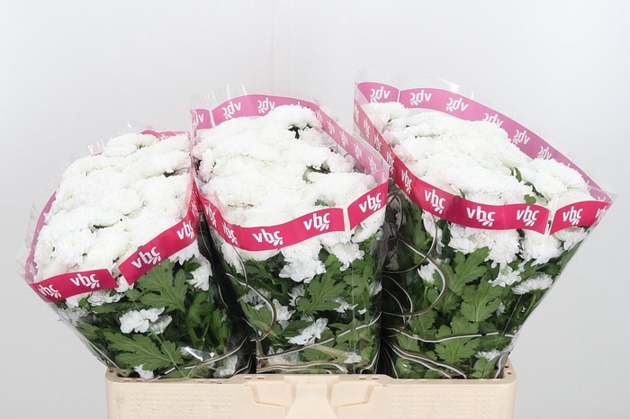 <h4>Chr San Baikal</h4>