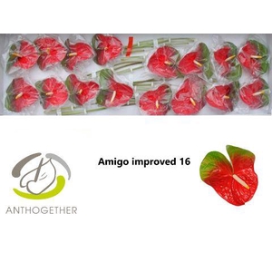 Anthurium Amigo Improved