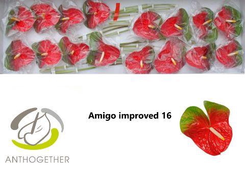<h4>Anthurium Amigo Improved</h4>