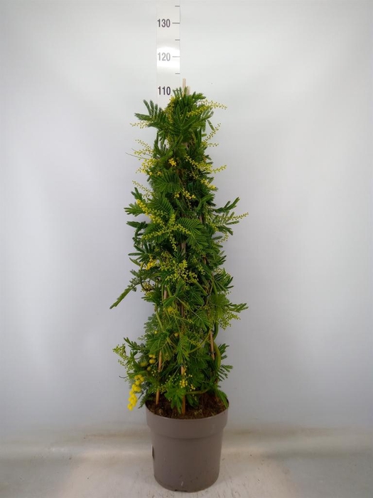 <h4>Acacia paradoxa</h4>