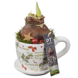 PTACH5812 Arrangementen Kerst