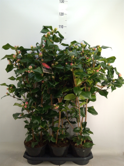 <h4>Camellia japonica 'Dr King'</h4>