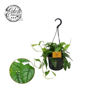 Monstera Siltepecana 15cm HP