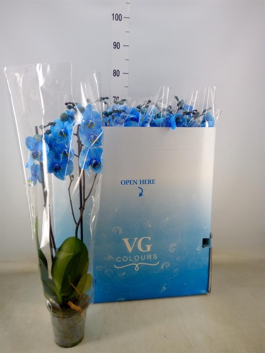 <h4>Phalaenopsis   ...</h4>