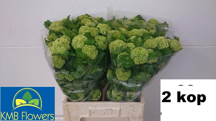 <h4>VIBURNUM ROSEUM ST</h4>