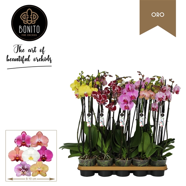 <h4>Phal. Oro mix - 4-Tak met 8 Kleuren.</h4>