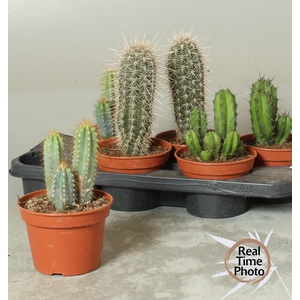 CACTUS OV