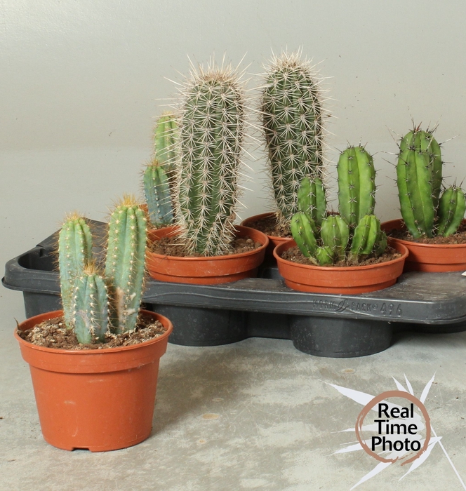 <h4>CACTUS OV</h4>
