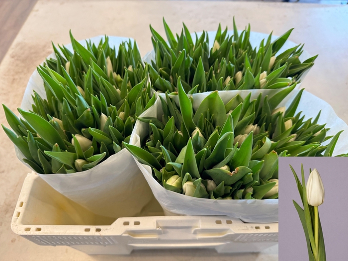 <h4>TU EN UPDATE</h4>