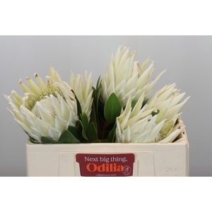 Protea Cyn. Ayoba Arctic Ice