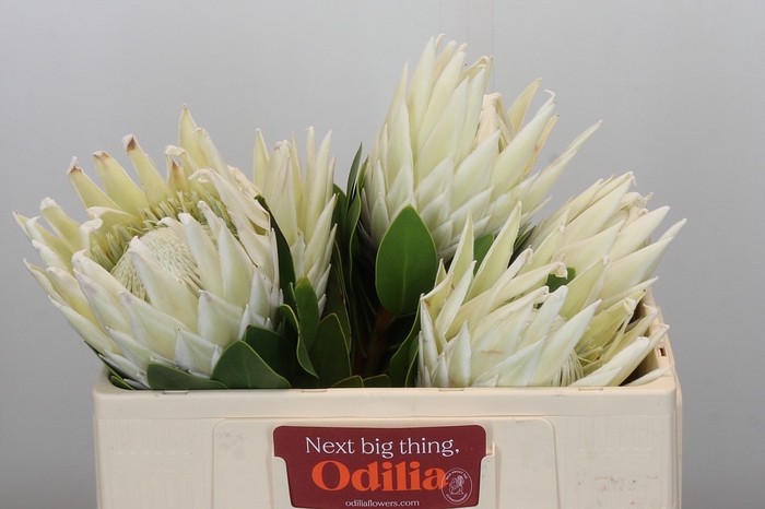 Protea Cyn. Ayoba Arctic Ice