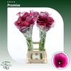 Zant Captain Promise Purple