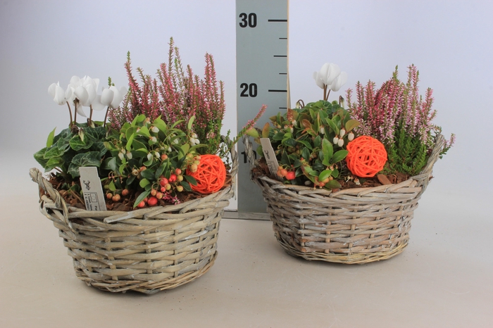 <h4>ARR TUINPLANTEN</h4>