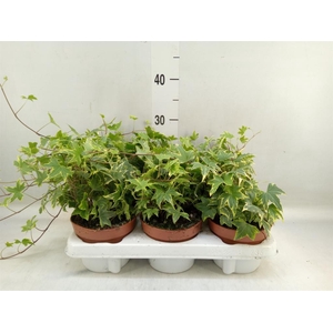 Hedera helix 'Yellow Ripple'