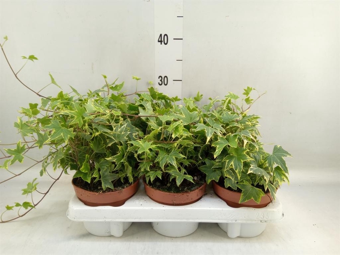 <h4>Hedera helix 'Yellow Ripple'</h4>