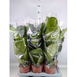 Ficus lyrata
