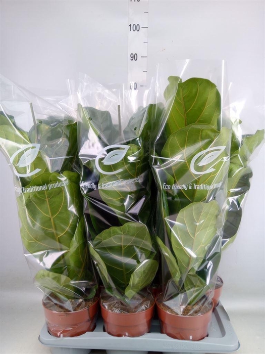 <h4>Ficus lyrata</h4>