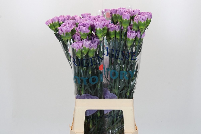 <h4>Dianthus St Florigene Moonaqua</h4>