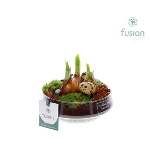 Green Bottle Iris Small Pasen met Bollen