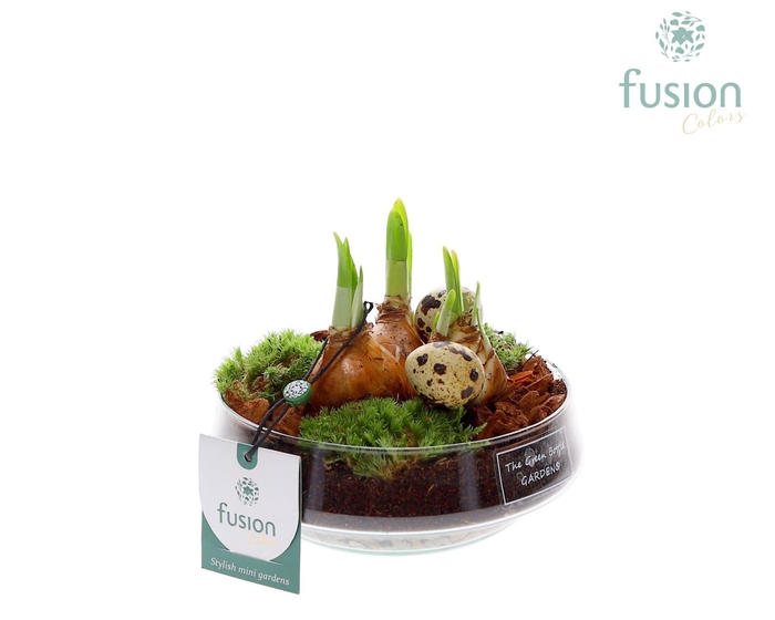 <h4>Green Bottle Iris Small Pasen met Bollen</h4>