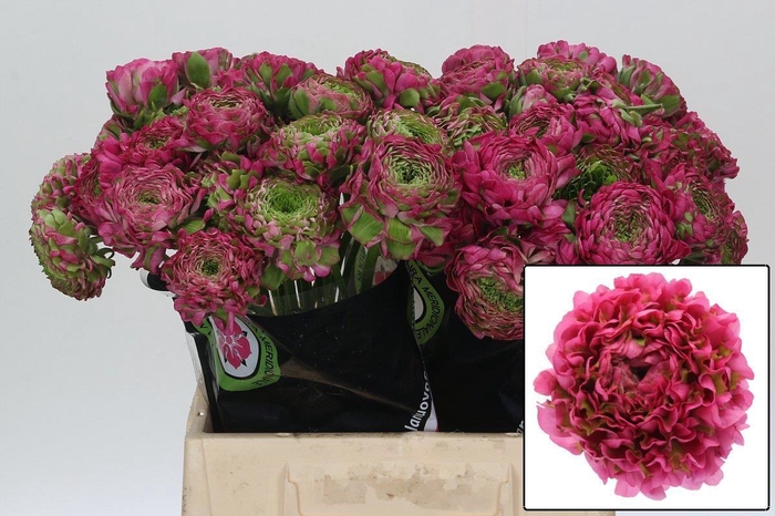 <h4>RANUNCULUS OV</h4>