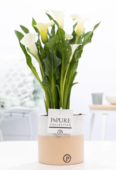 <h4>Zantedeschia white in P&PURE Rosy ceramics</h4>