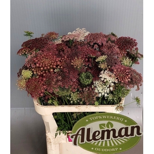 Daucus Carota Dara Teunis Aleman
