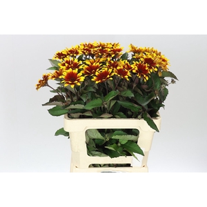 Heliopsis Spar Contrast