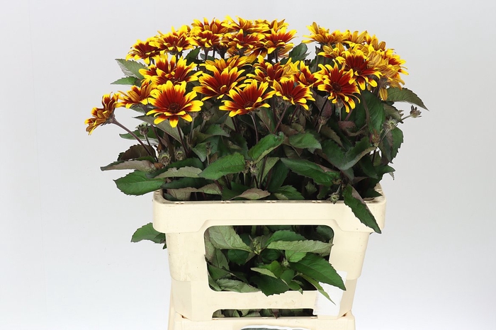 <h4>Heliopsis Spar Contrast</h4>