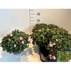 RHODO SI ROSE VOGEL