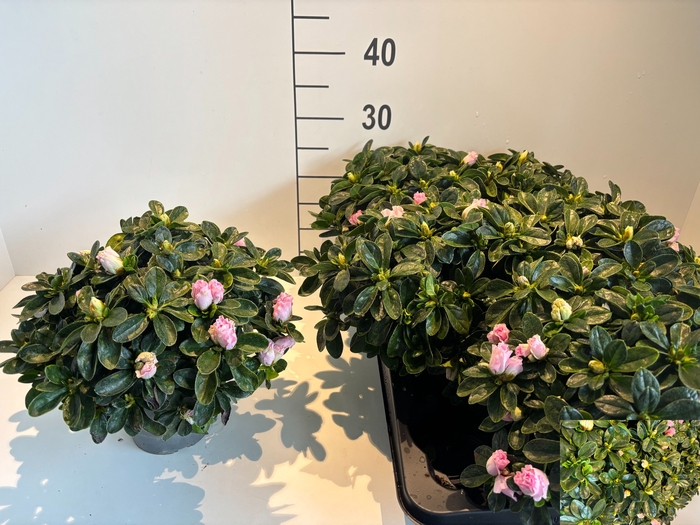 <h4>RHODO SI ROSE VOGEL</h4>