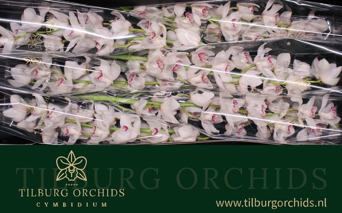 <h4>CYMB T CINDERELLA</h4>