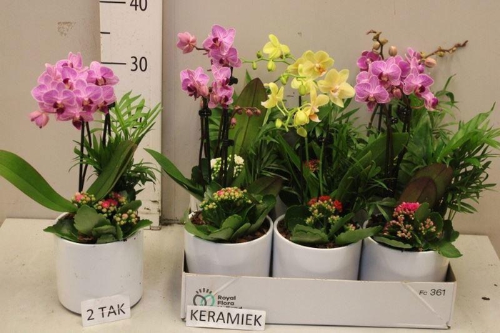 <h4>ARR KAMERPL BLOEI</h4>