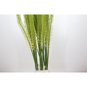 Eremurus Yellow Rebel