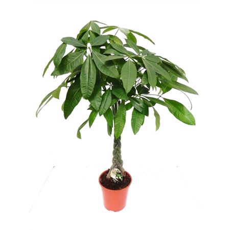 <h4>Pachira Aquatica 21 Cm</h4>