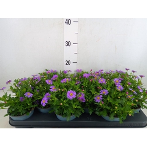 Brachycome  'Fresco Purple'