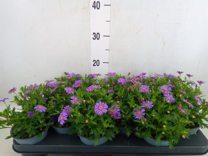 <h4>Brachycome  'Fresco Purple'</h4>