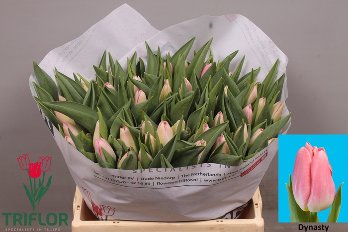 <h4>TU EN DYNASTY</h4>