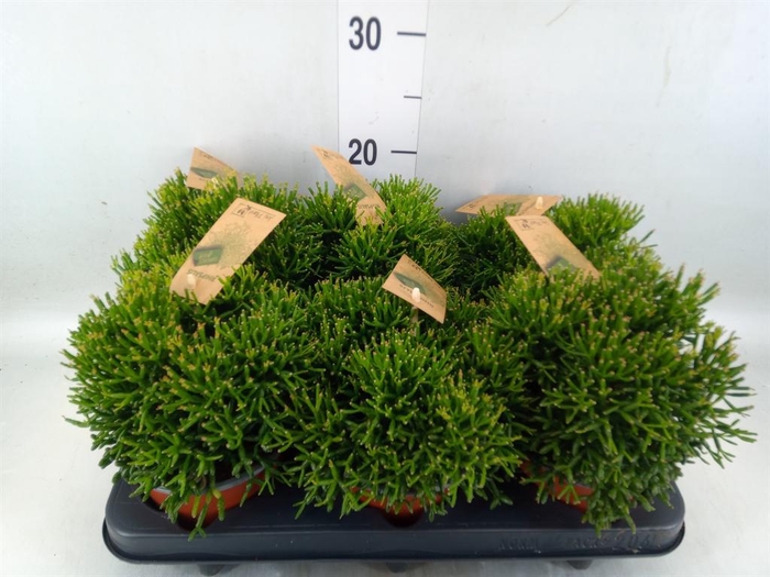 <h4>Rhipsalis   ...</h4>