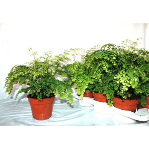 ADIAN RAD FRAGRANS