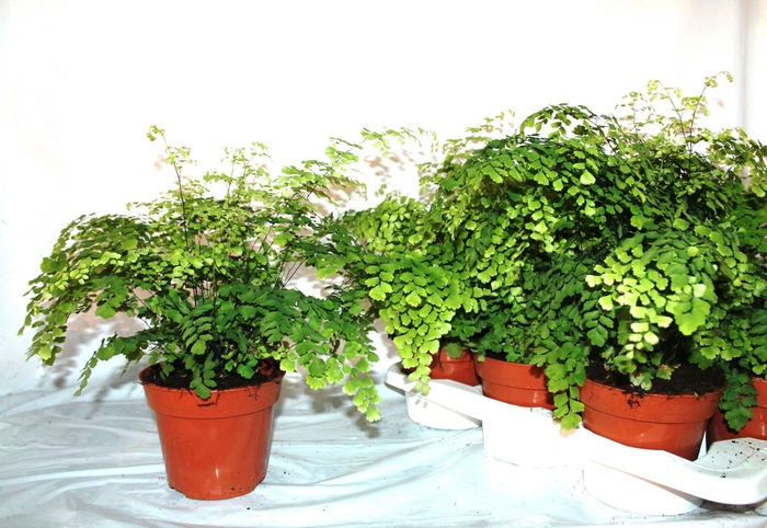 <h4>ADIAN RAD FRAGRANS</h4>