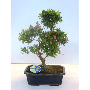 rhododendron indicum, 29 cm shape, without drip tray
