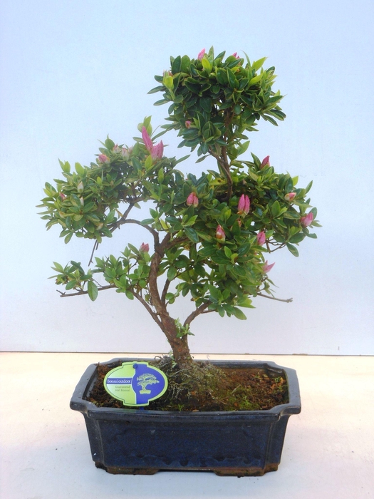 <h4>rhododendron indicum, 29 cm shape, without drip tray</h4>