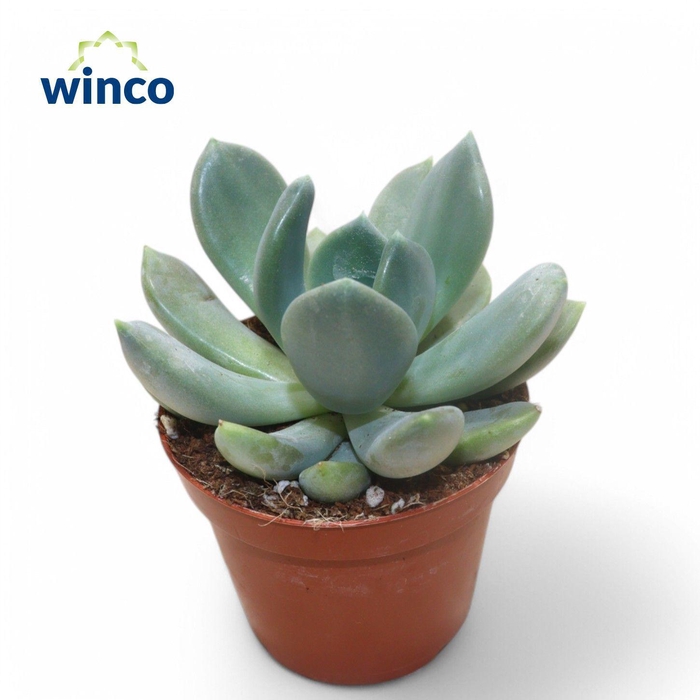 <h4>Pachyveria Grey Crown</h4>