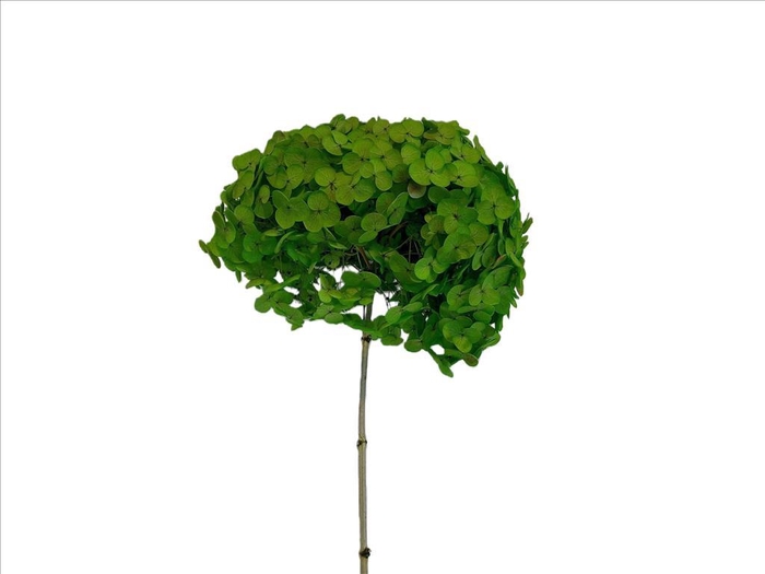 <h4>Hydrangea Green abs AC09932</h4>
