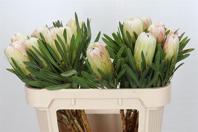 PROTEA WHITE NIGHT